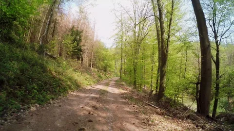 A path in the forest at springtime Stock Footage 129106210