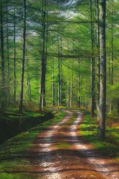 Path in forest at springtime Stock Photos