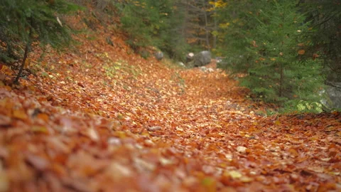 Path in the forest strewn with autumn fallen leaves Stock Footage 254499014