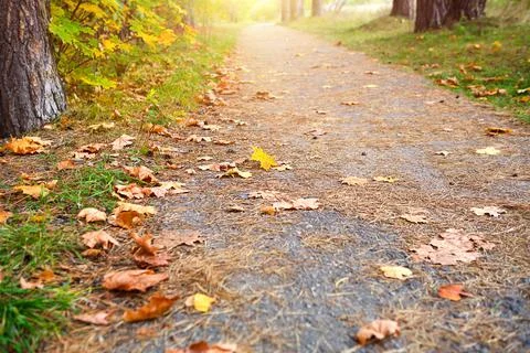 The path in the forest is strewn with dry fallen yellow autumn leaves. Autumn Foto stock
