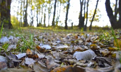 Path in the forest strewn with fallen dry leaves Stock Photos