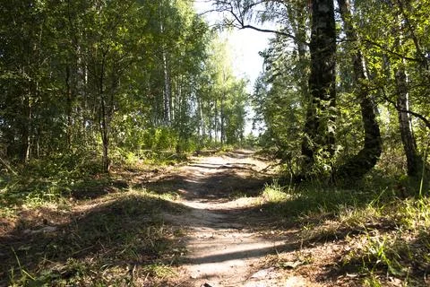 Path in the forest in summer. Forest trail in the summer. Stock Photos