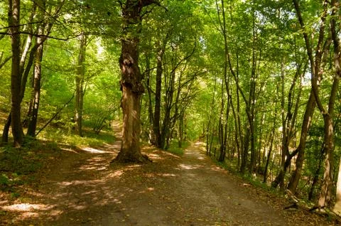 Path in the forest in summer. Magic forest and nature colors. Foto stock