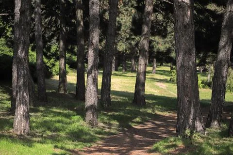 Path in the forest in summer Foto stock
