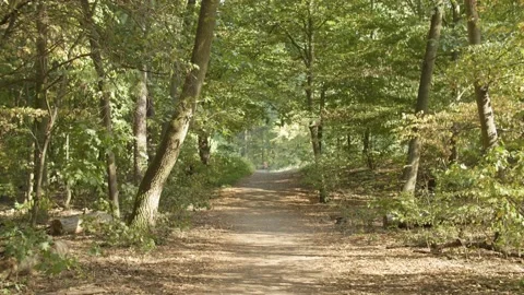 Path in the Forest/ Sunny Day Stock Footage 144609000