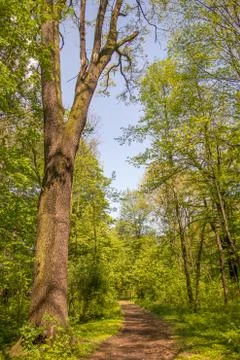 Path in the forest on sunny day Stock Photos