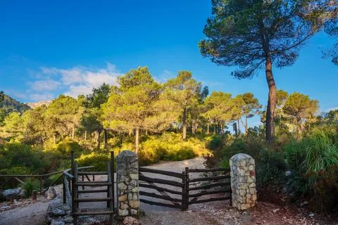 Path in the forest on a sunny day Stock Photos