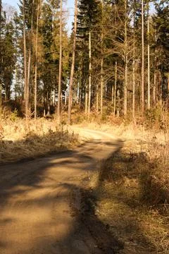 Path in the forest on a sunny spring day. Landscape. Stock Photos