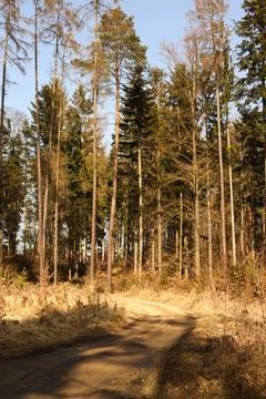 Path in the forest on a sunny spring day. Landscape. Stock Photos