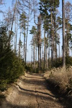 Path in the forest on a sunny spring day. Landscape. Stock Photos