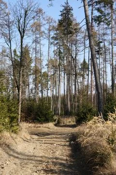 Path in the forest on a sunny spring day. Landscape. Stock Photos