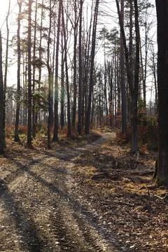 Path in the forest on a sunny spring day. Landscape. Stock Photos