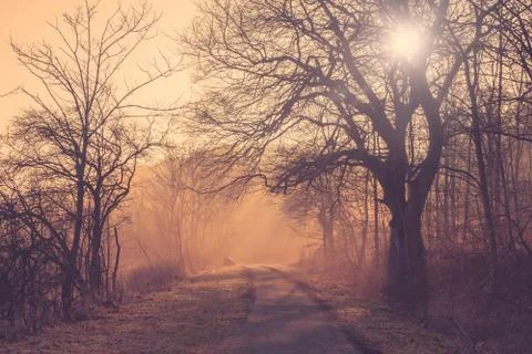 Path in a forest at sunrise Stock Photos