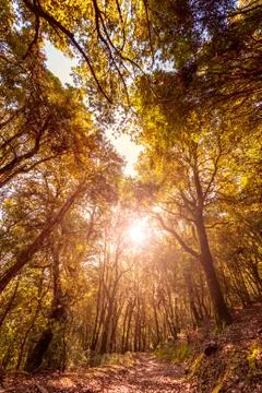 Path in a forest at sunset in autumn Stock Photos