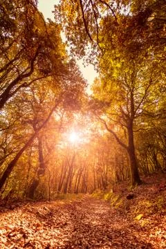 Path in a forest at sunset in autumn Stock Photos