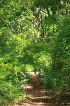 A path in the forest surrounded by bamboo trees Stock Photos