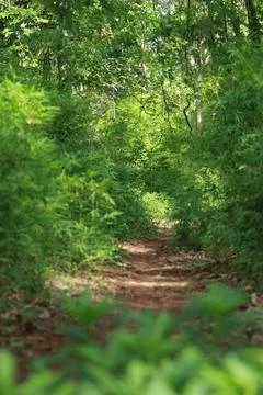 A path in the forest surrounded by bamboo trees Stock Photos