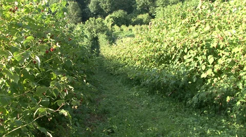 Path to the forest through the raspberry orchard Stock Footage 35582684