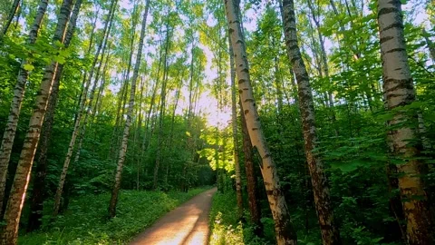 A path in the forest, trees against the background of the sun, flying midges. Stock Footage 156623475