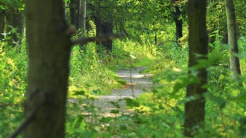 A path in a forest - trees and bushes in the blurry foreground 動画素材 82241461