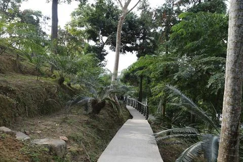 A path in a forest with trees and bushes Stock Photos
