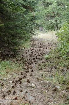 Path in forest. Trees and roots. Nature green wood backgrounds. zarouchla, .. Stock Photos