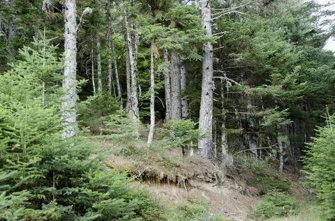 Path in forest. Trees and roots. Nature green wood backgrounds. zarouchla, .. Stock Photos