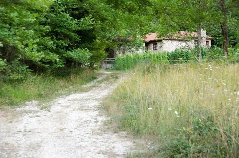 Path in forest. Trees and roots. Nature green wood backgrounds. zarouchla, .. Stock Photos