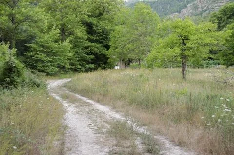 Path in forest. Trees and roots. Nature green wood backgrounds. zarouchla, .. Stock Photos