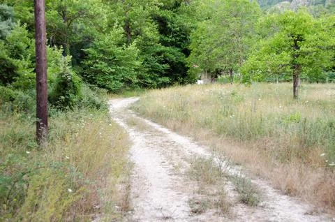 Path in forest. Trees and roots. Nature green wood backgrounds. zarouchla, .. Stock Photos