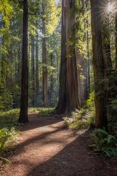 A path in a forest with trees and sunlight Stock Photos