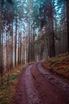 Path in the forest with trees at autumn 写真素材