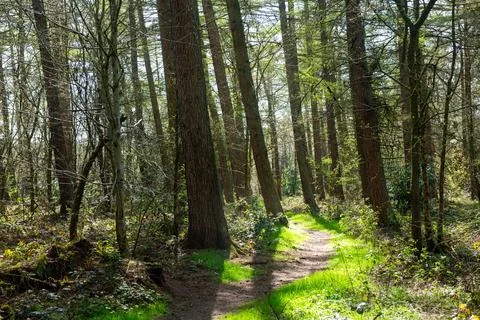 A path in a forest with trees on either side Stock Photos