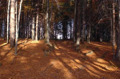 Path In The Forest with Trees with Golden Dry Leaves Stock Photos