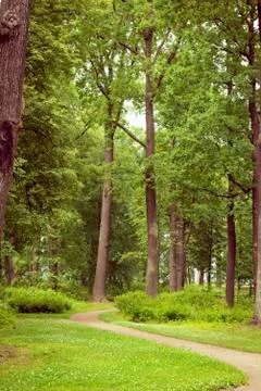 Path in the forest, trees with green foliage, Park Stock Photos