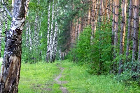 Path in the forest of trees near the lake, birch and pine. Stock Photos