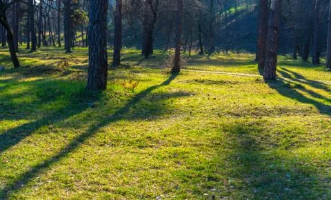 Path in the forest with trees, sun and green grass. Stock Photos