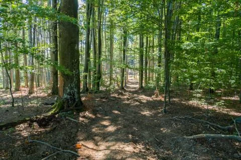 A path in the forest with the trees a tender young green foliage and the rays Stock Photos