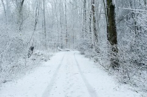 A path in a forest under the snow Stock Photos