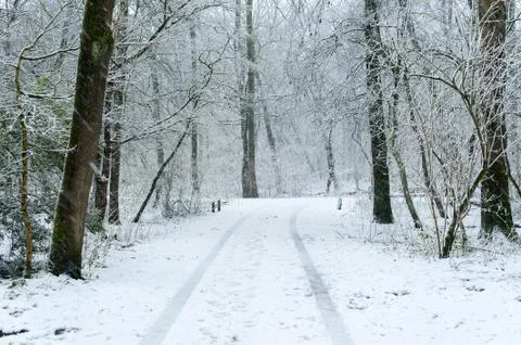 A path in a forest under the snow Foto stock