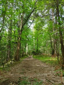 Path In The Forest (vertical), Nature Woods Stock-Fotos