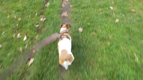 Path forest walking dog leash Vídeo Stock 118621505