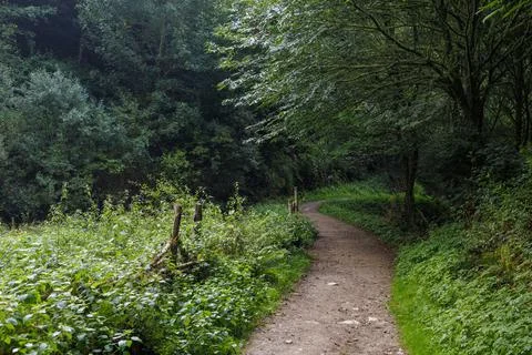 Path in the forest where the pilgrims walk in the Camino de Santiago, Spain. Foto stock