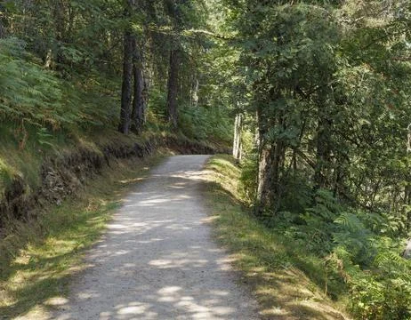 Path in the forest where the pilgrims walk in the Camino de Santiago, Spain. Stock Photos