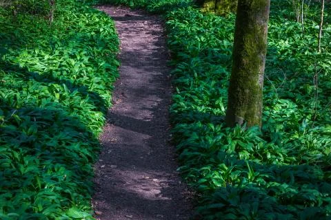 Path in the forest with wild garlic Stock Photos