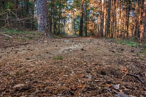 Path in a forest of wild pines with the last rays of sun. Sierra of Guadarram Stock Photos