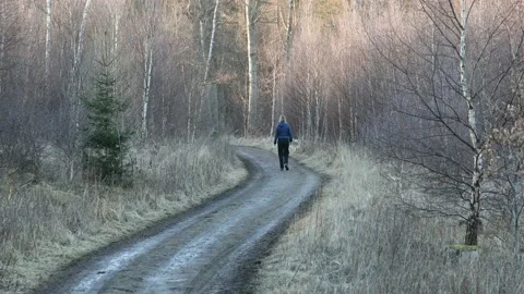Path in a forest in winter Stock Footage 154580943