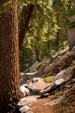 Path in forest in yosemite Stock Photos