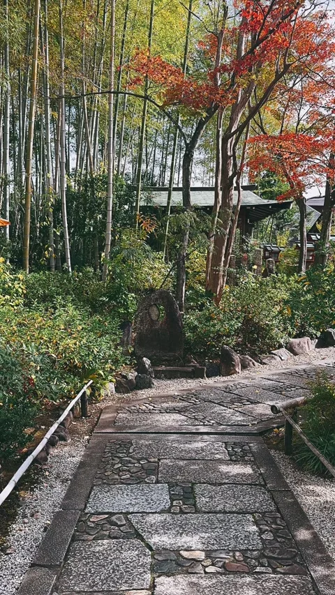 Path in the forest,forest, nature, tree, water, path, Stock Footage 257825925