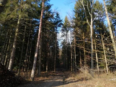 Path into the foresthill Stock Photos